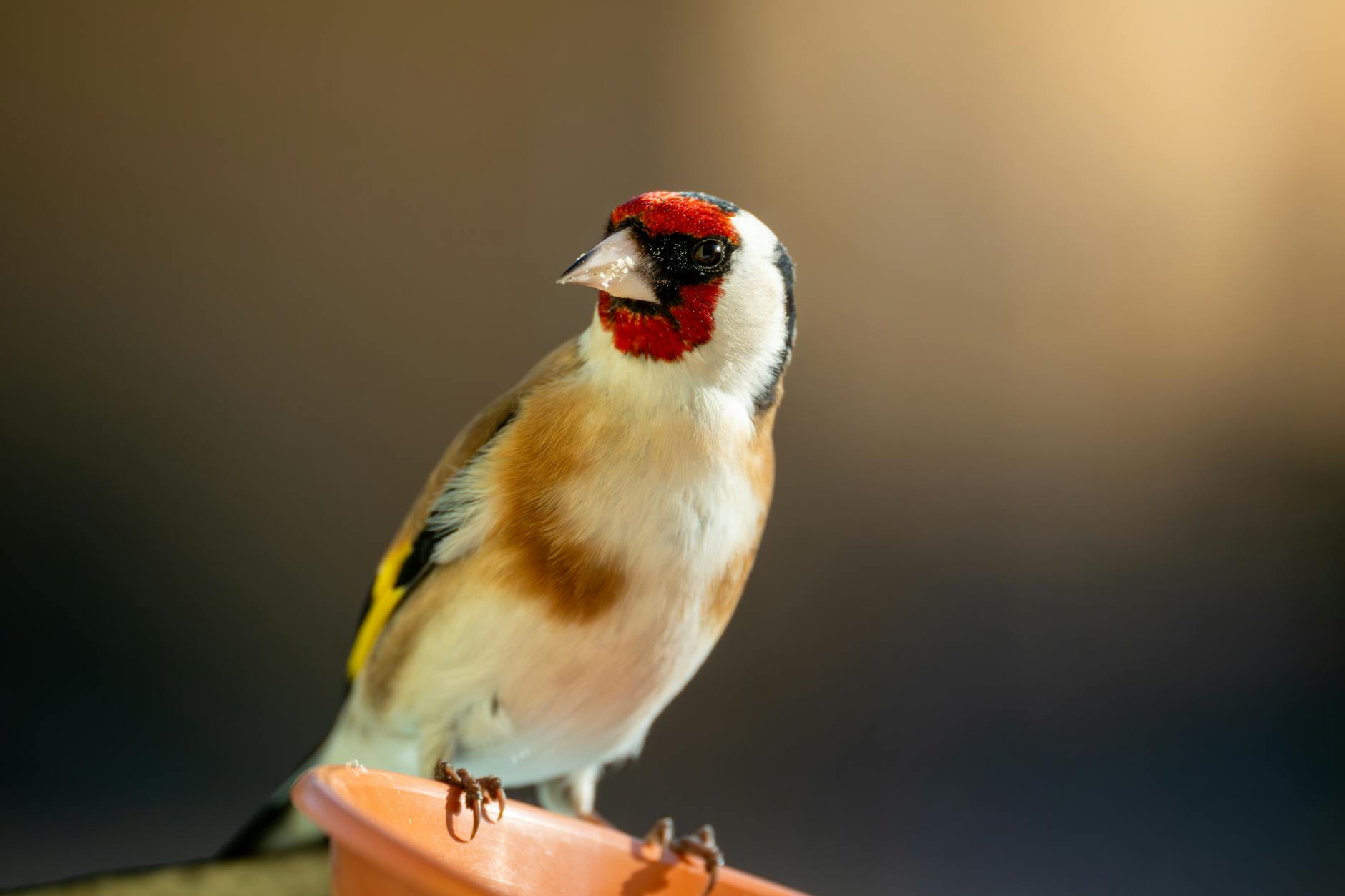 Avian veteriner muayene