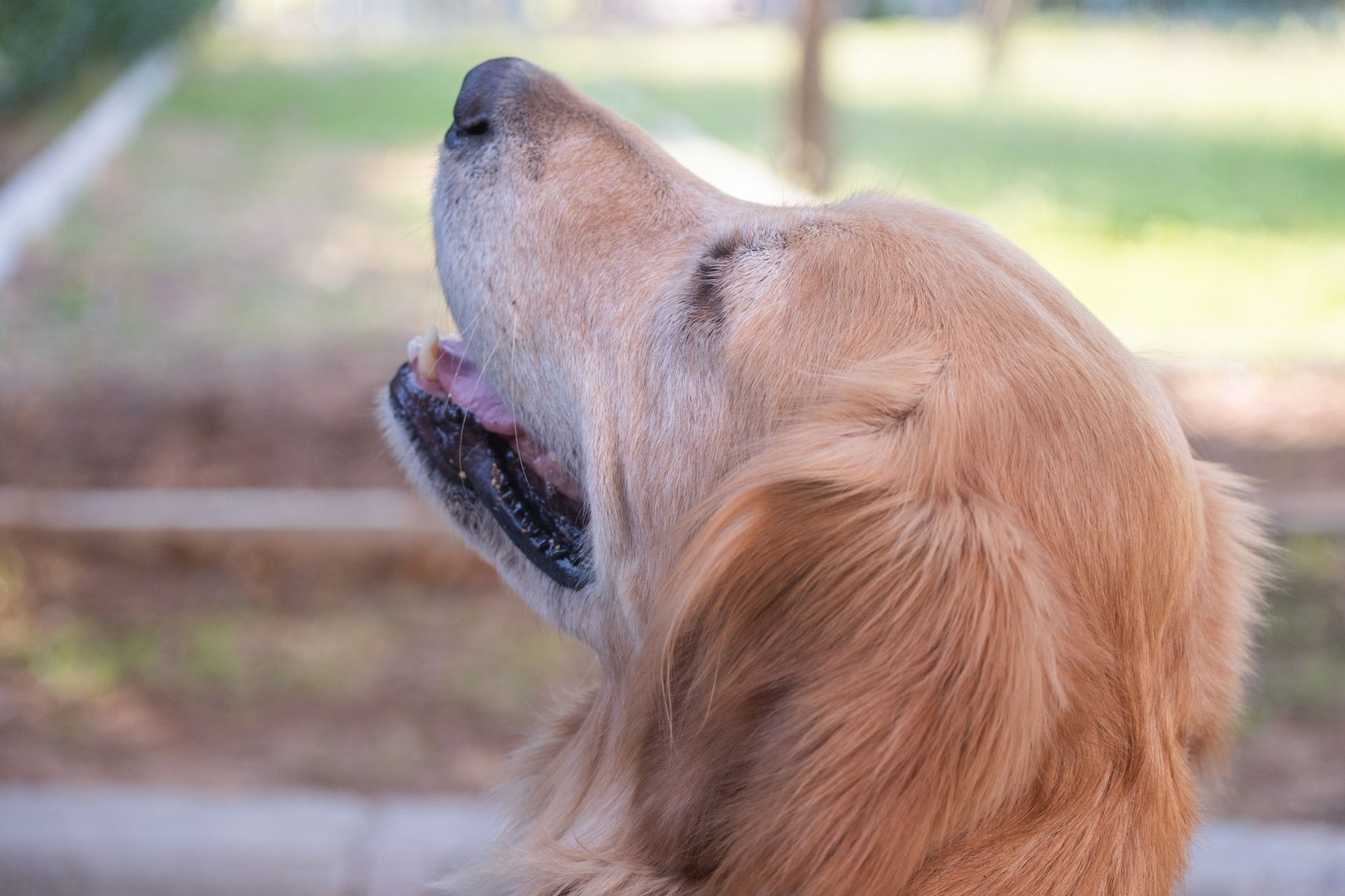 Köpeğe uygulanan koruyucu aşı