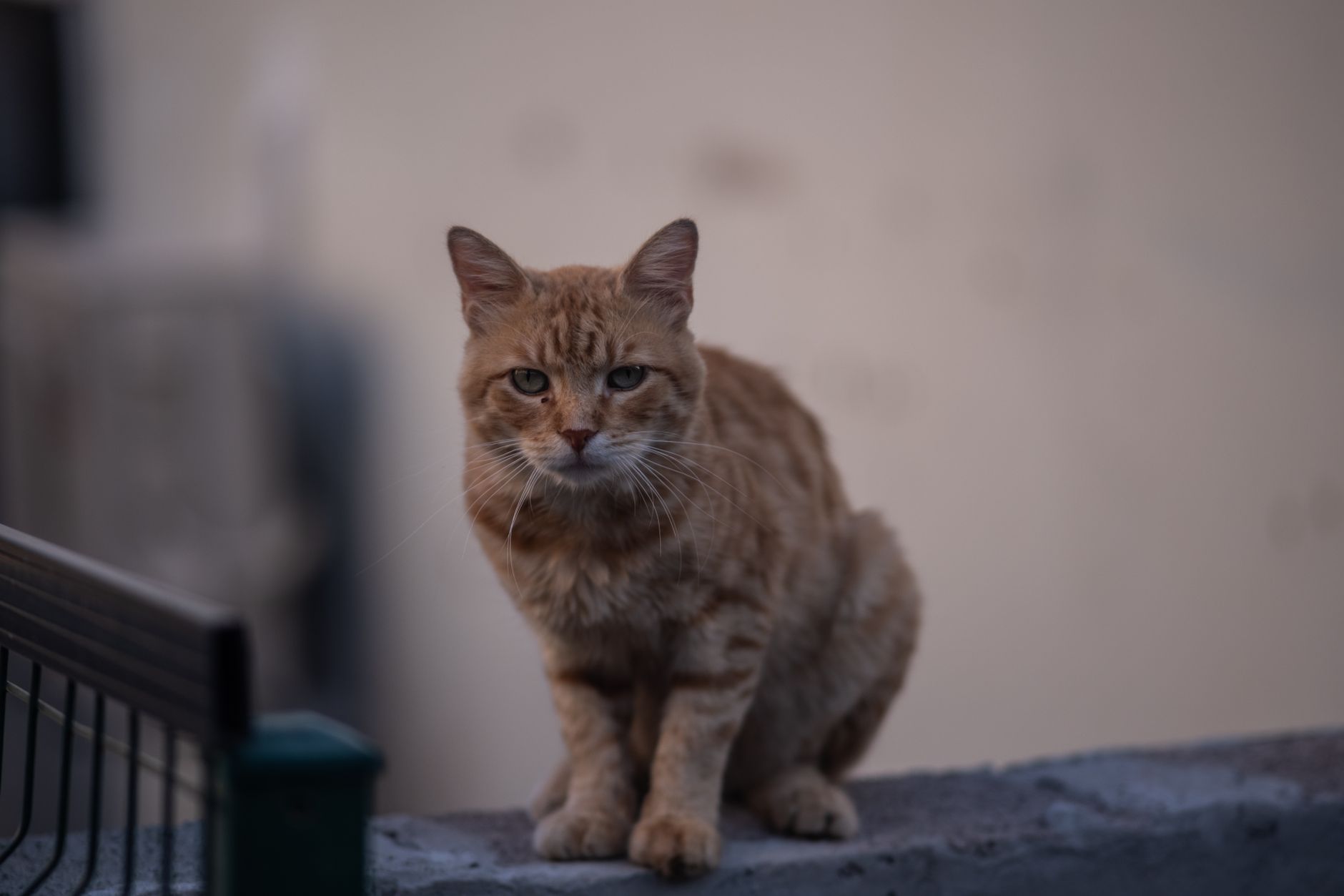 6 ayda bir veteriner kontrolü